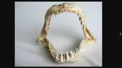 2026年最新】サメ骨格の人気アイテム - メルカリ