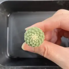 2026年最新】菊水 サボテンの人気アイテム - メルカリ