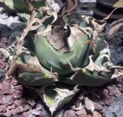 2026年最新】アガベ チタノタ 魔丸の人気アイテム - メルカリ