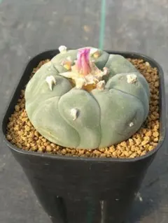 2026年最新】疣銀冠の人気アイテム - メルカリ