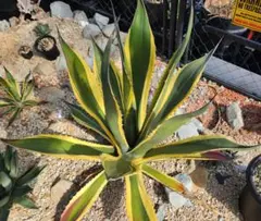 2026年最新】アガベ・サルミアナの人気アイテム - メルカリ