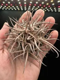 2026年最新】魔天竜の人気アイテム - メルカリ