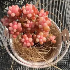 2026年最新】多肉植物錦の人気アイテム - メルカリ