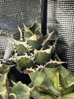 2026年最新】包心龍の人気アイテム - メルカリ