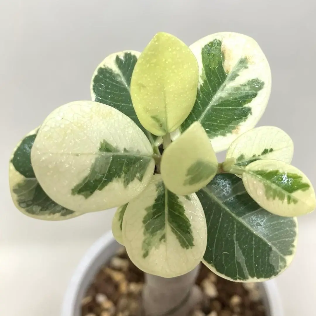 2026年最新】パンダガジュマル 斑入りの人気アイテム - メルカリ