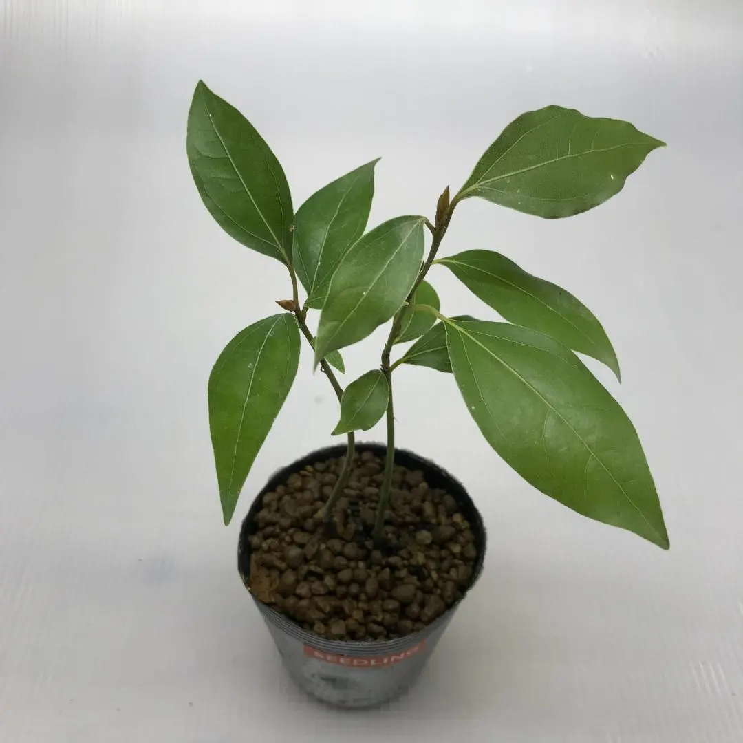 2026年最新】楠 苗の人気アイテム - メルカリ