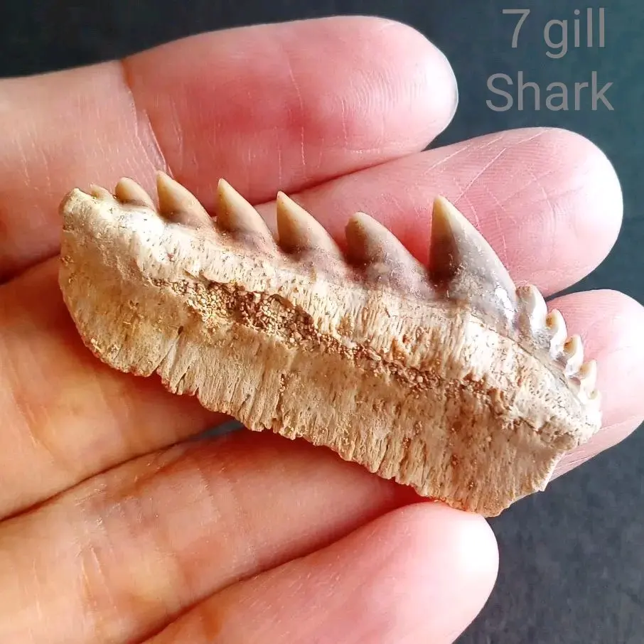 2026年最新】サメ骨格の人気アイテム - メルカリ