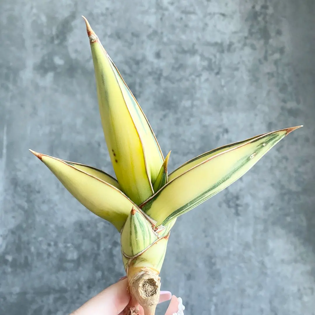 2026年最新】ピングイキュラ 斑入りの人気アイテム - メルカリ