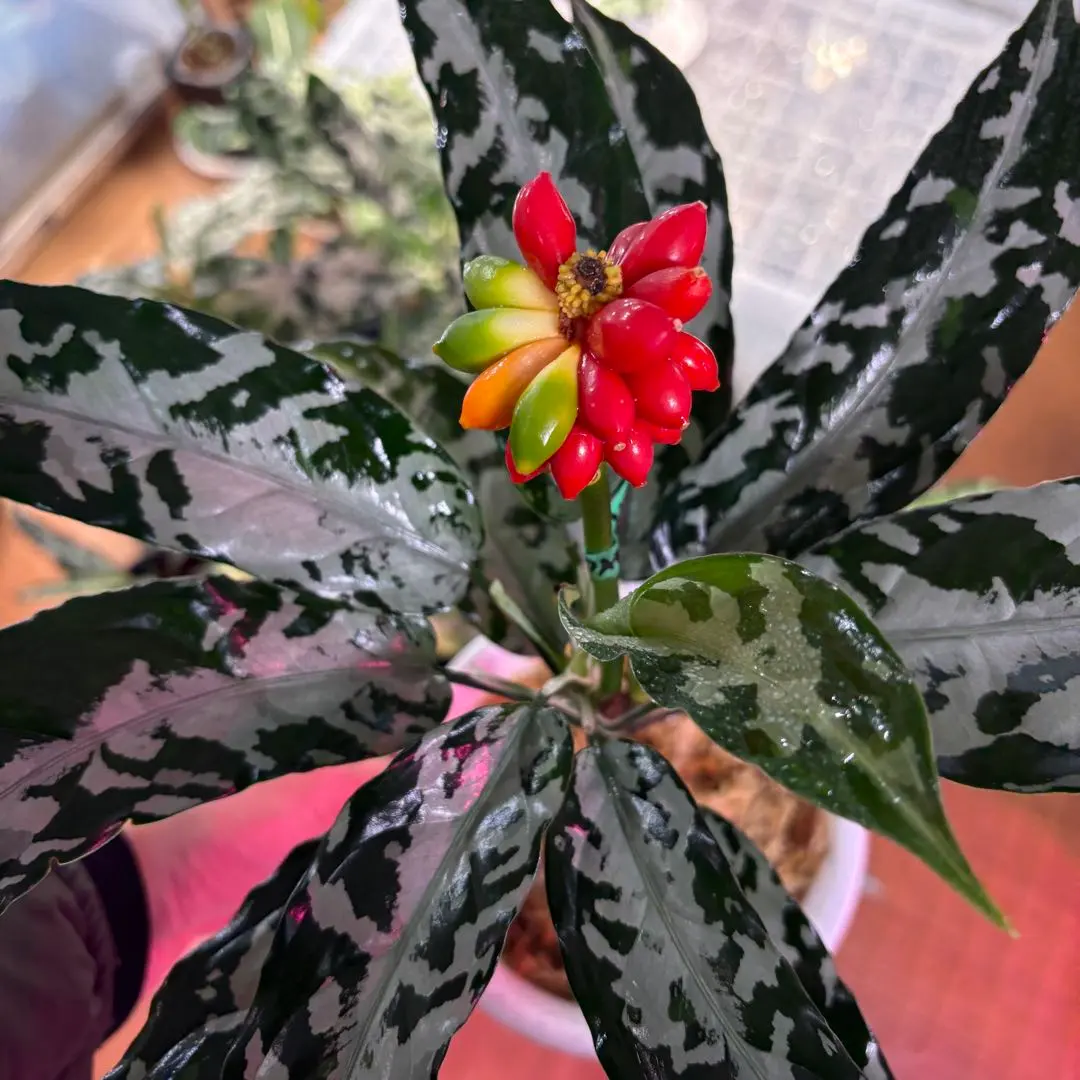 2026年最新】アグラオネマピクタムの人気アイテム - メルカリ