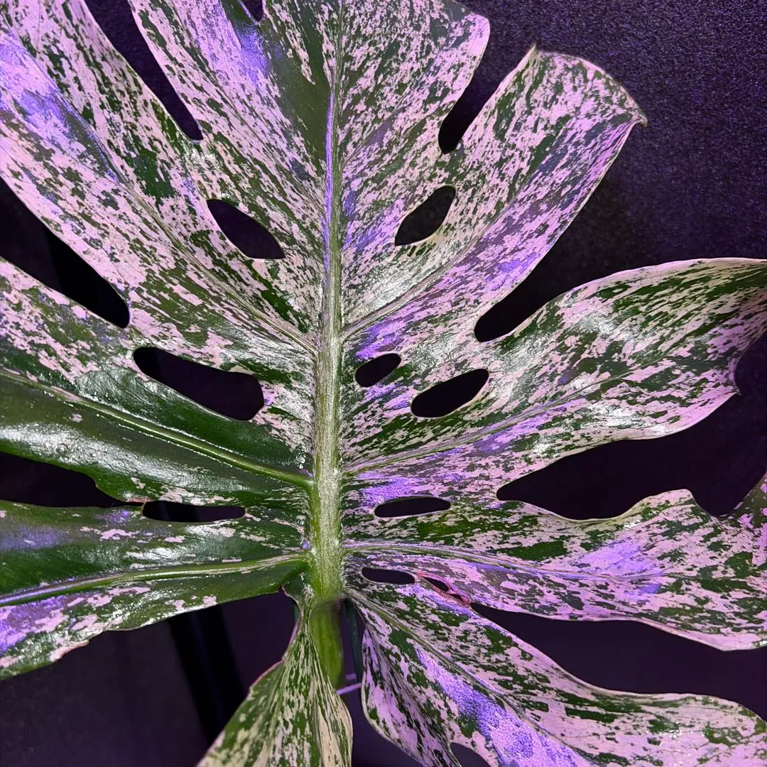 2026年最新】サイアムミント モンステラの人気アイテム - メルカリ