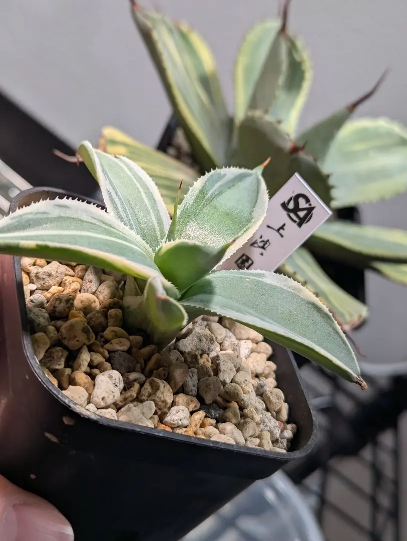 2026年最新】アガベ パリー トランカータ オリザバの人気アイテム