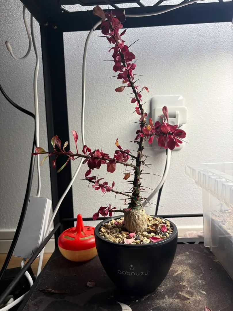 2026年最新】青坊主鉢の人気アイテム - メルカリ