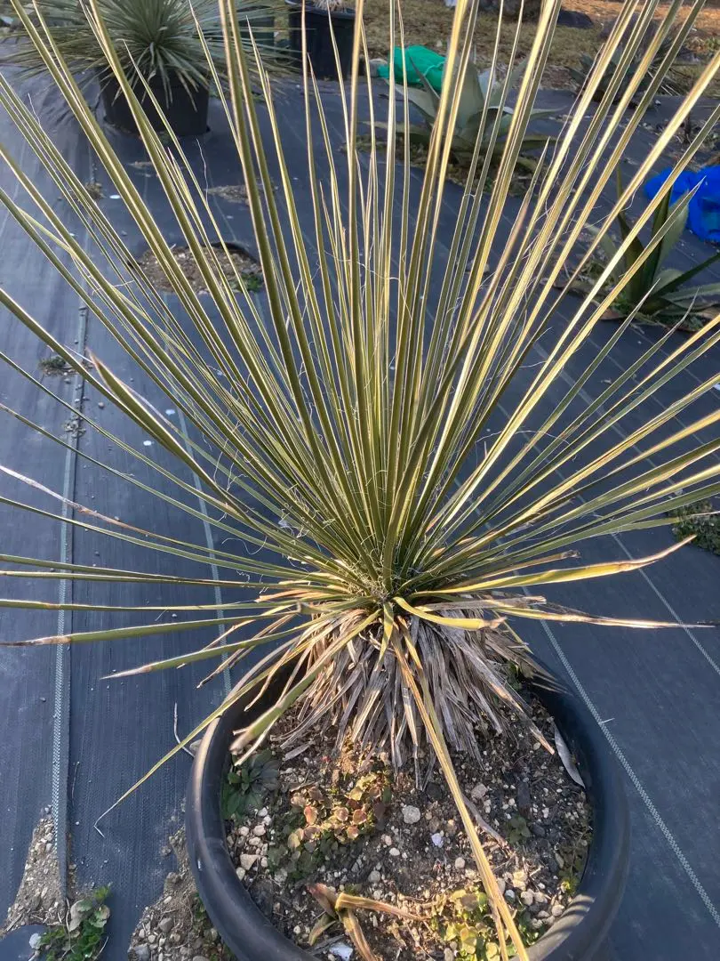 2026年最新】ダシリリオンの人気アイテム - メルカリ