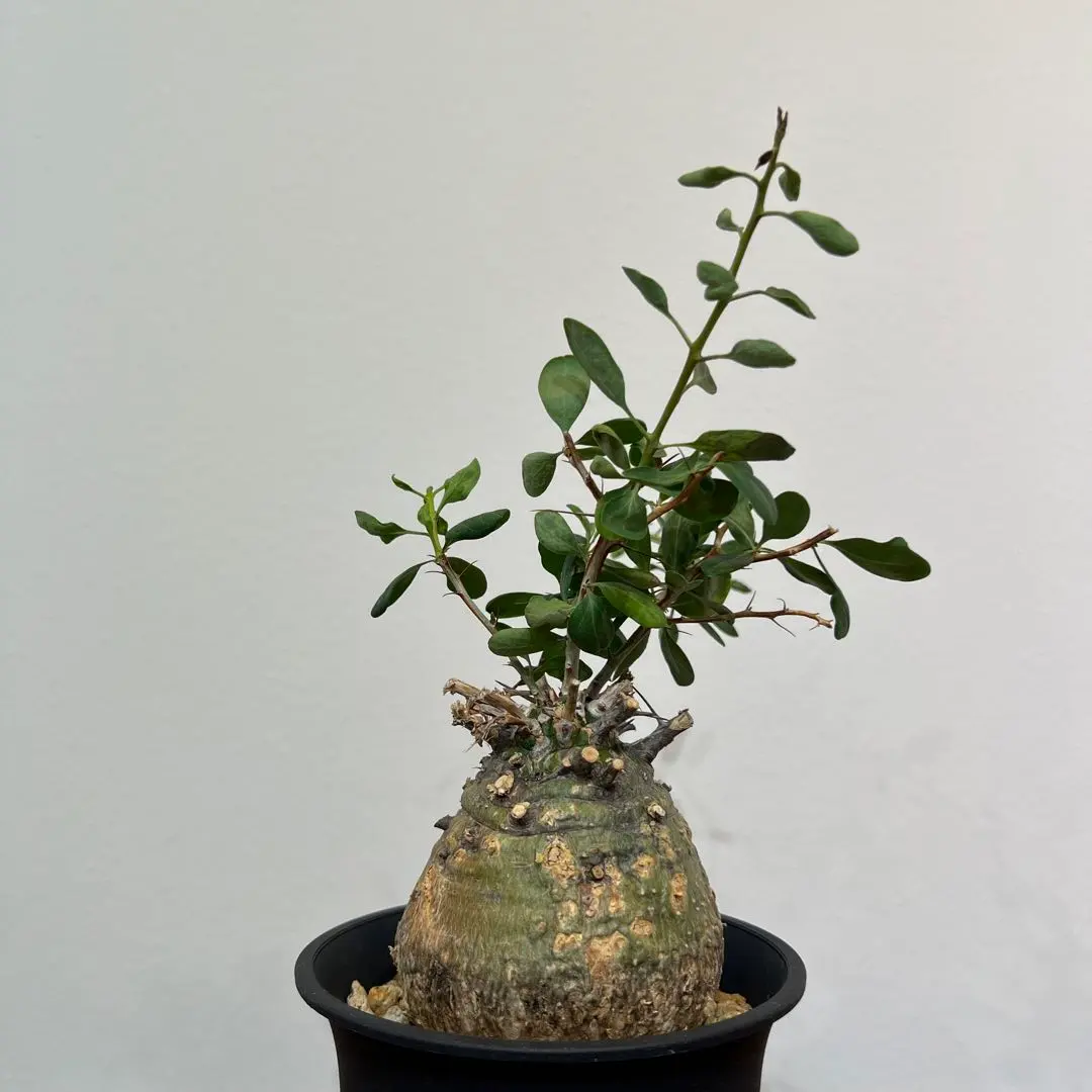 2026年最新】フォークイエリア コルムナリスの人気アイテム - メルカリ