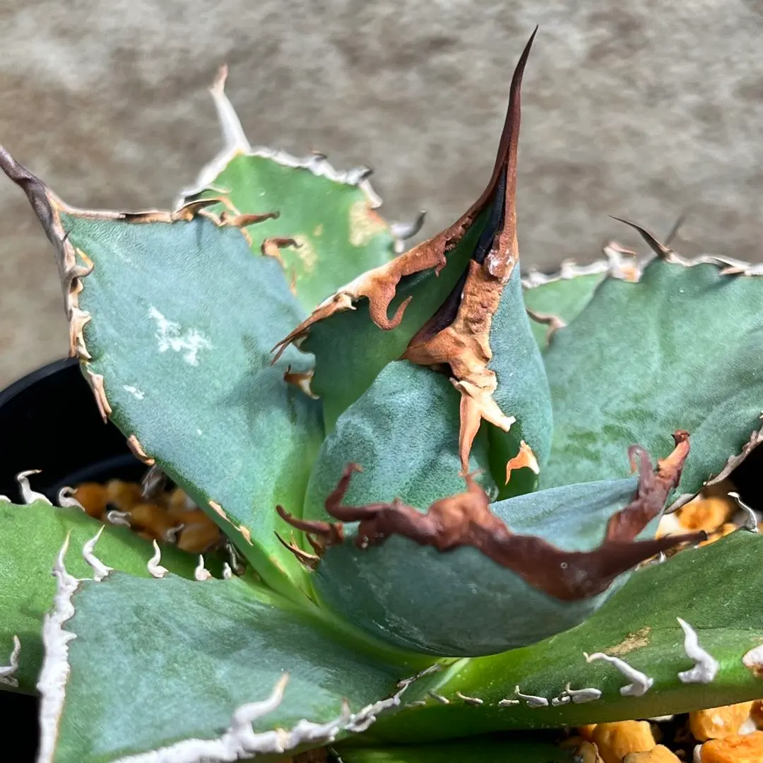 2026年最新】黒犀牛の人気アイテム - メルカリ