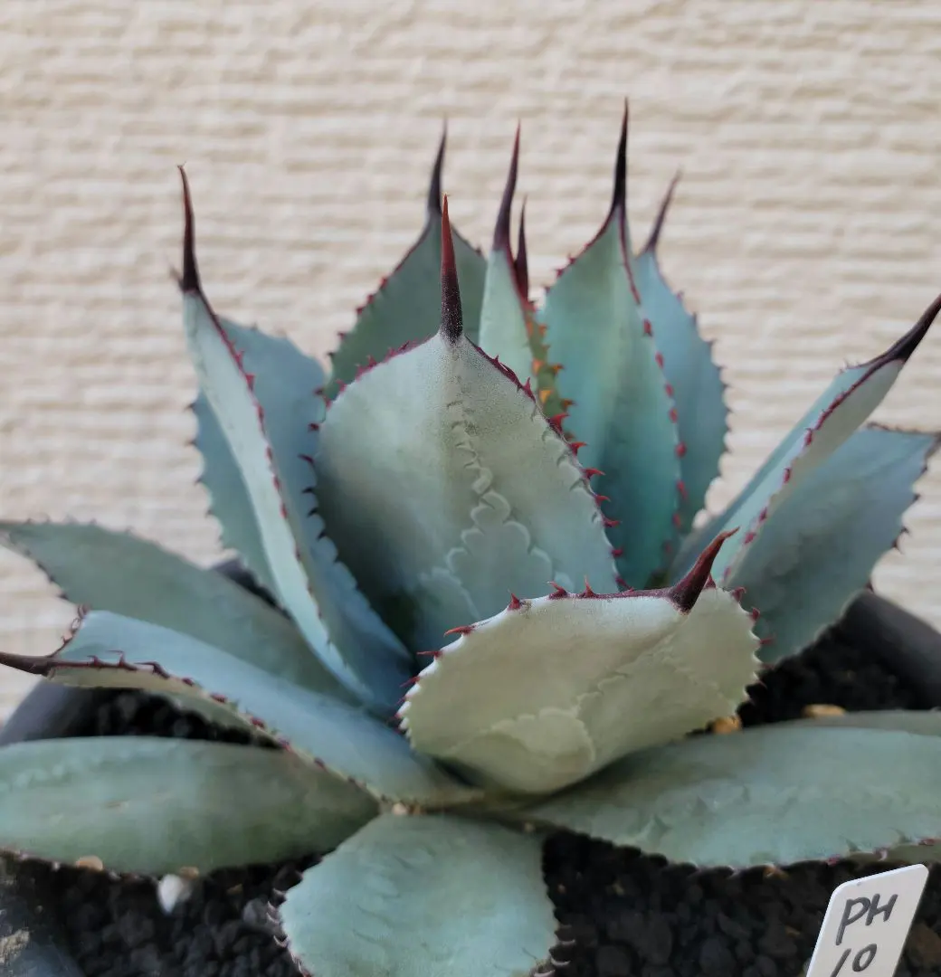 2026年最新】パリーハイブリッドの人気アイテム - メルカリ