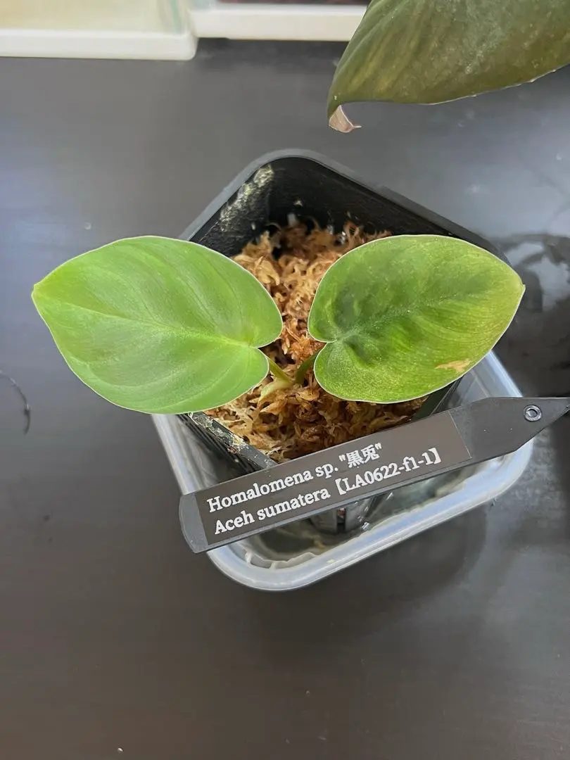 2026年最新】ホマロメナ 正規タグの人気アイテム - メルカリ