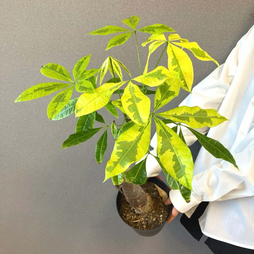 2026年最新】パキラ ムーンライト 実生の人気アイテム - メルカリ