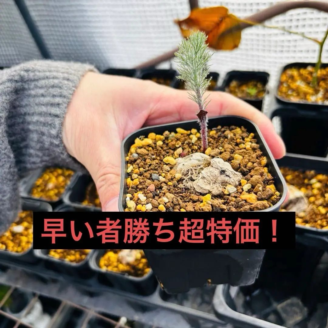 2026年最新】エリオスペルマム パラドクサムの人気アイテム - メルカリ