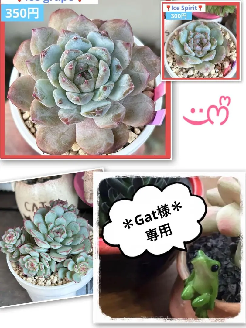 2026年最新】アイススピリット 多肉の人気アイテム - メルカリ