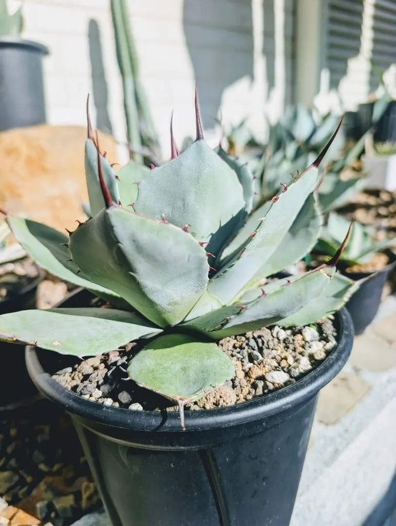 2026年最新】アガベ パリー ハンティントンの人気アイテム - メルカリ