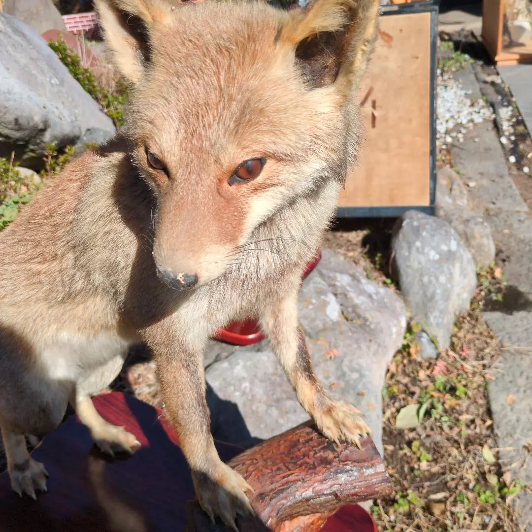 2026年最新】剥製 キツネの人気アイテム - メルカリ