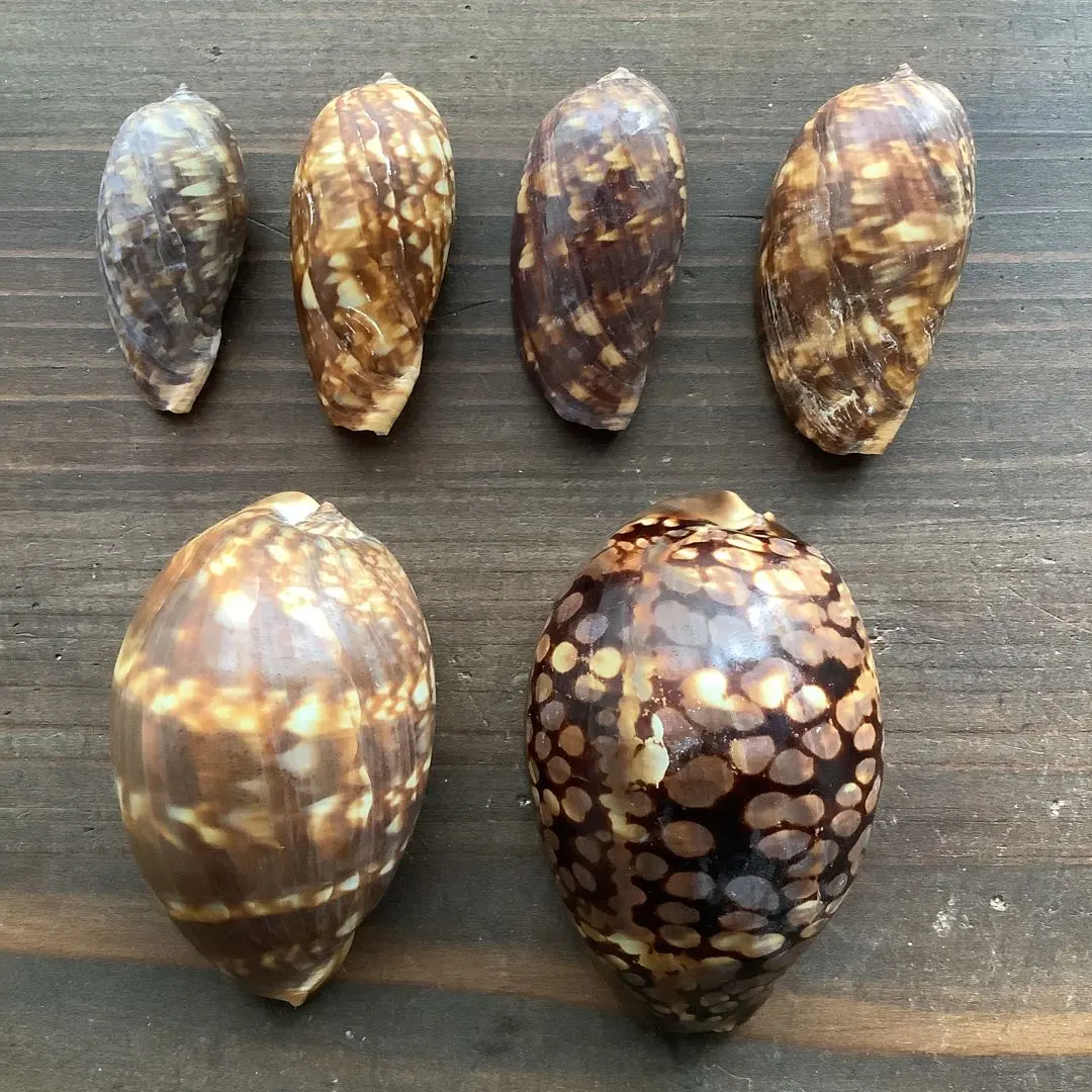 2026年最新】貝標本 ダカラの人気アイテム - メルカリ