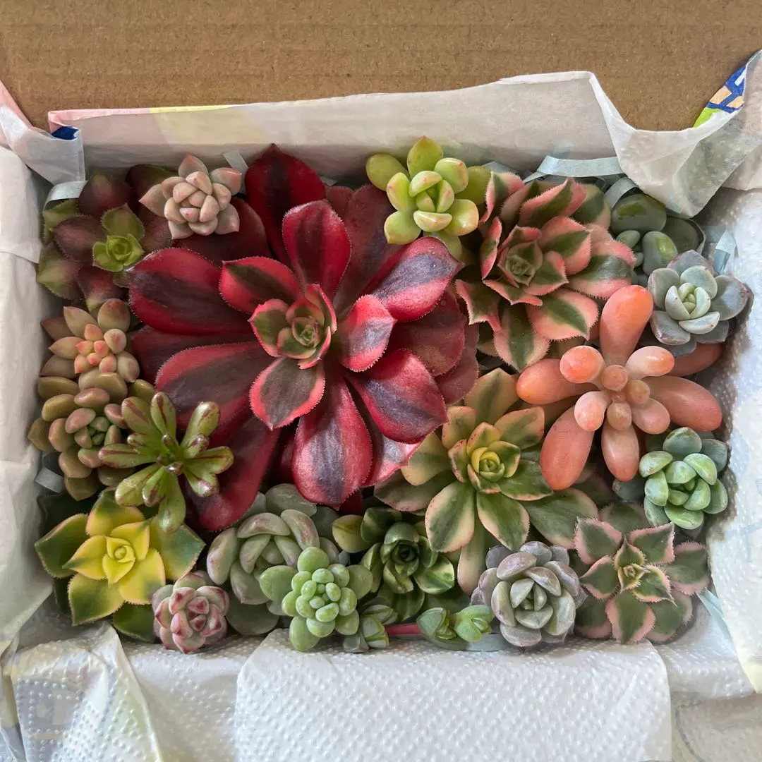 2026年最新】ブロンズメダル錦の人気アイテム - メルカリ