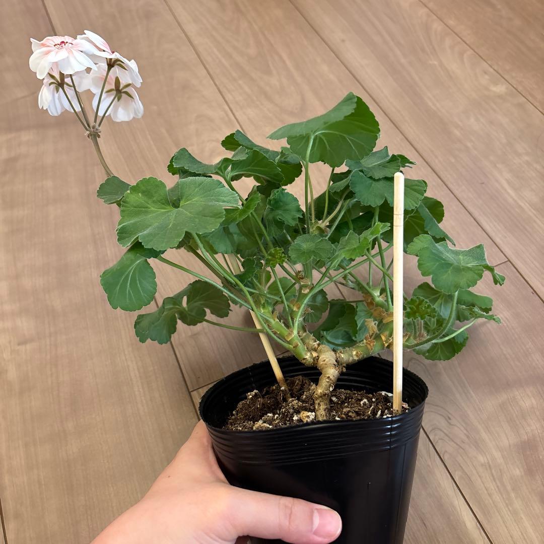 希少品種ゼラニウム 珍しいゼラニウム 海外品種ゼラニウム wl01 - メルカリ