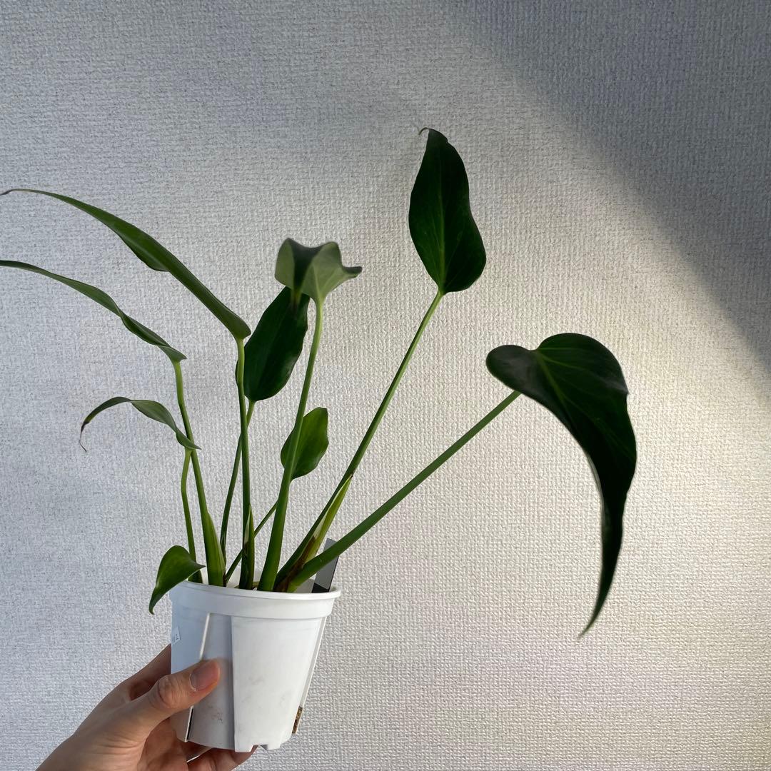 モンステラ バールマルクスフレーム - メルカリ