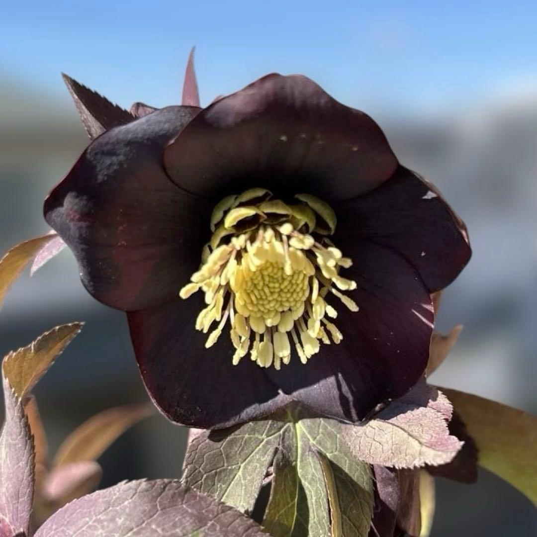 加藤農園　マットブラック　クリスマスローズ　開花株　現品　匿名発送　交配タグ付き ❁加藤農園クリスマスローズ明日より♪✾〜 【the Garden ザ・ガーデン