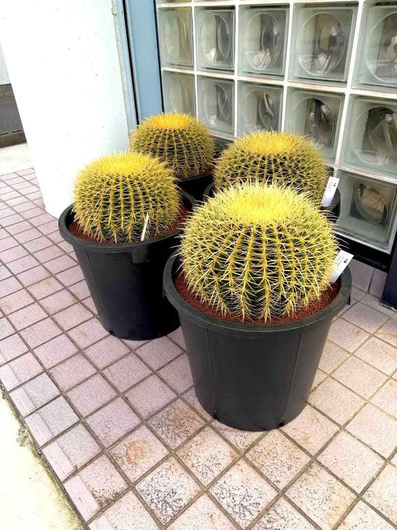 厳選 特特大 金鯱サボテン キンシャチ 12号サイズ - メルカリ