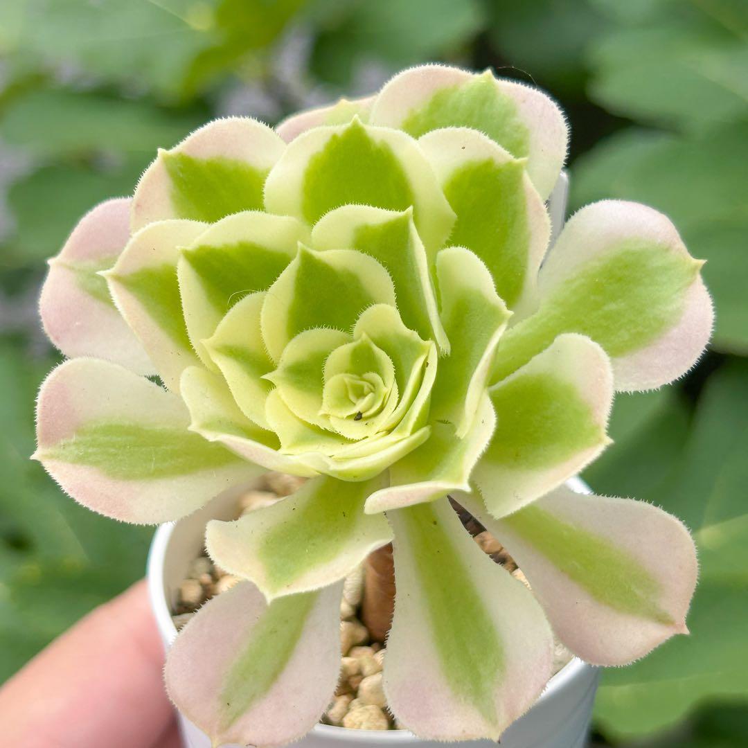 せ*み様 大人気 多肉植物 アエオニウム 白鳳錦 超美苗 レア種 - メルカリ