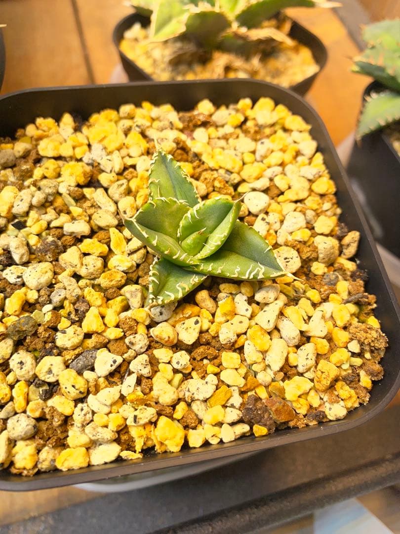 アガベ　ivory wa 子株　cj special 大白鯊　ホオジロザメ　冰雹