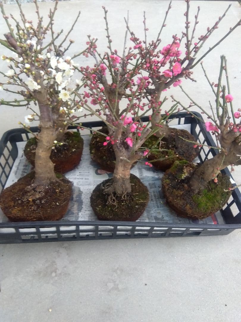 梅 盆栽 6株 新年破格セール❗ ①