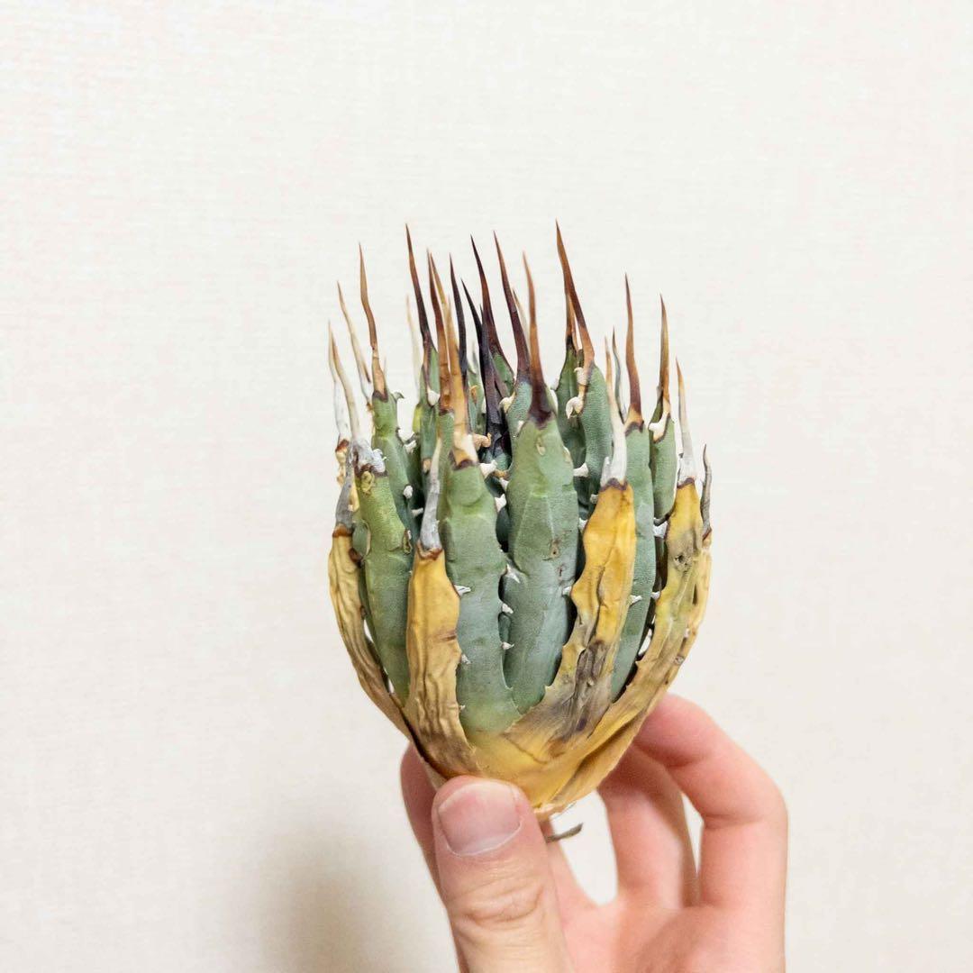 特大】FoxtailAgave アガベアテナータ 一本立ち