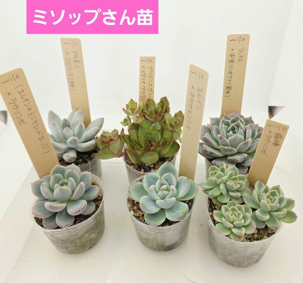 同梱ひまゆき様①大きめ苗 さくらホイップ❣️中里リン❣️エレイン交配❣️発根済