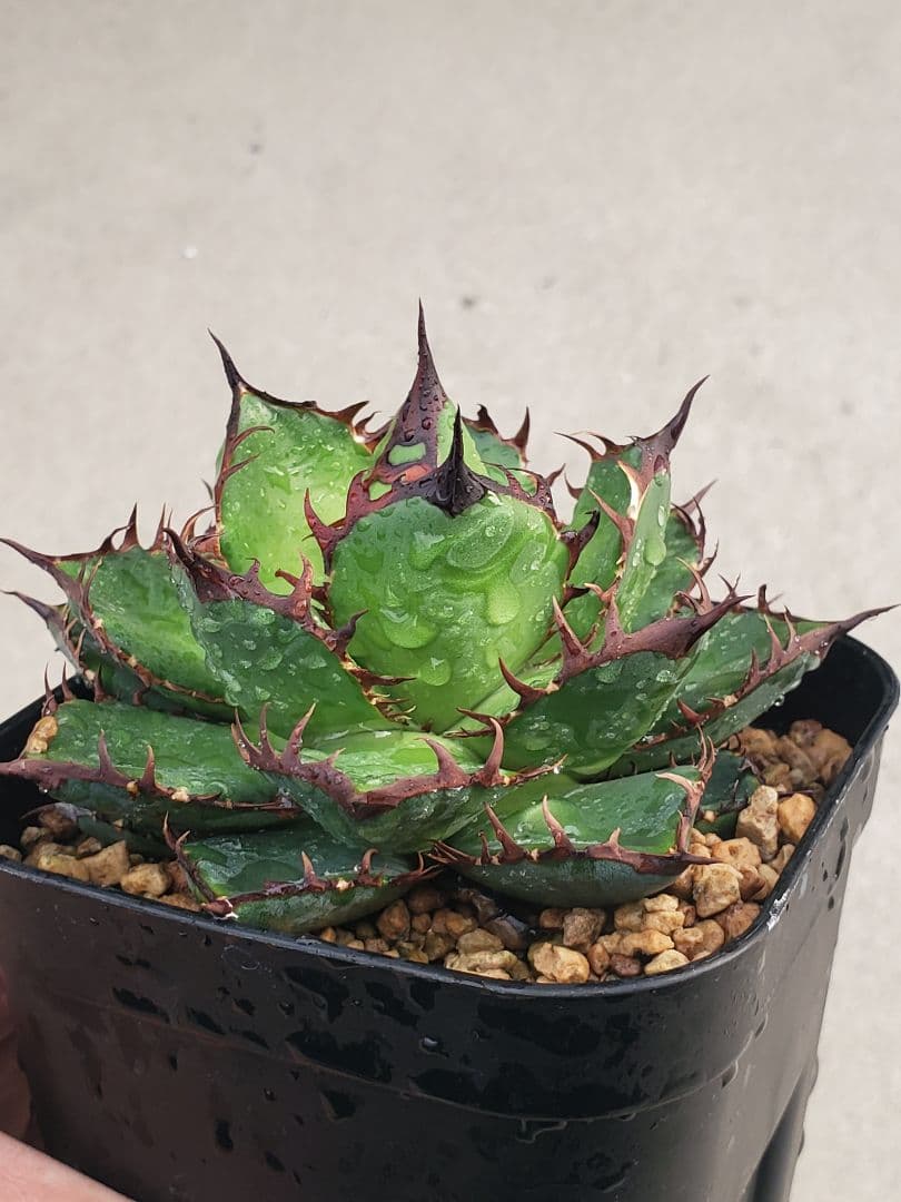 アガベ　エボリ×ホリダ　ハイブリッド　エボリホリダ　エボリスピナ　ホリダ アガベ エボリ×ホリダ ハイブリッド エボリホリダ エボリスピナ ホリダ