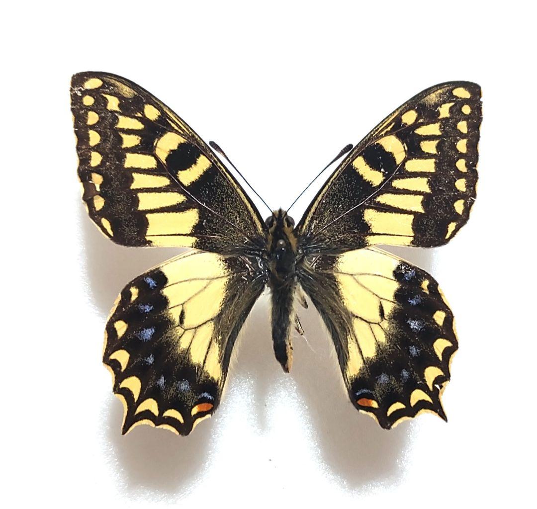 コルシカキアゲハ