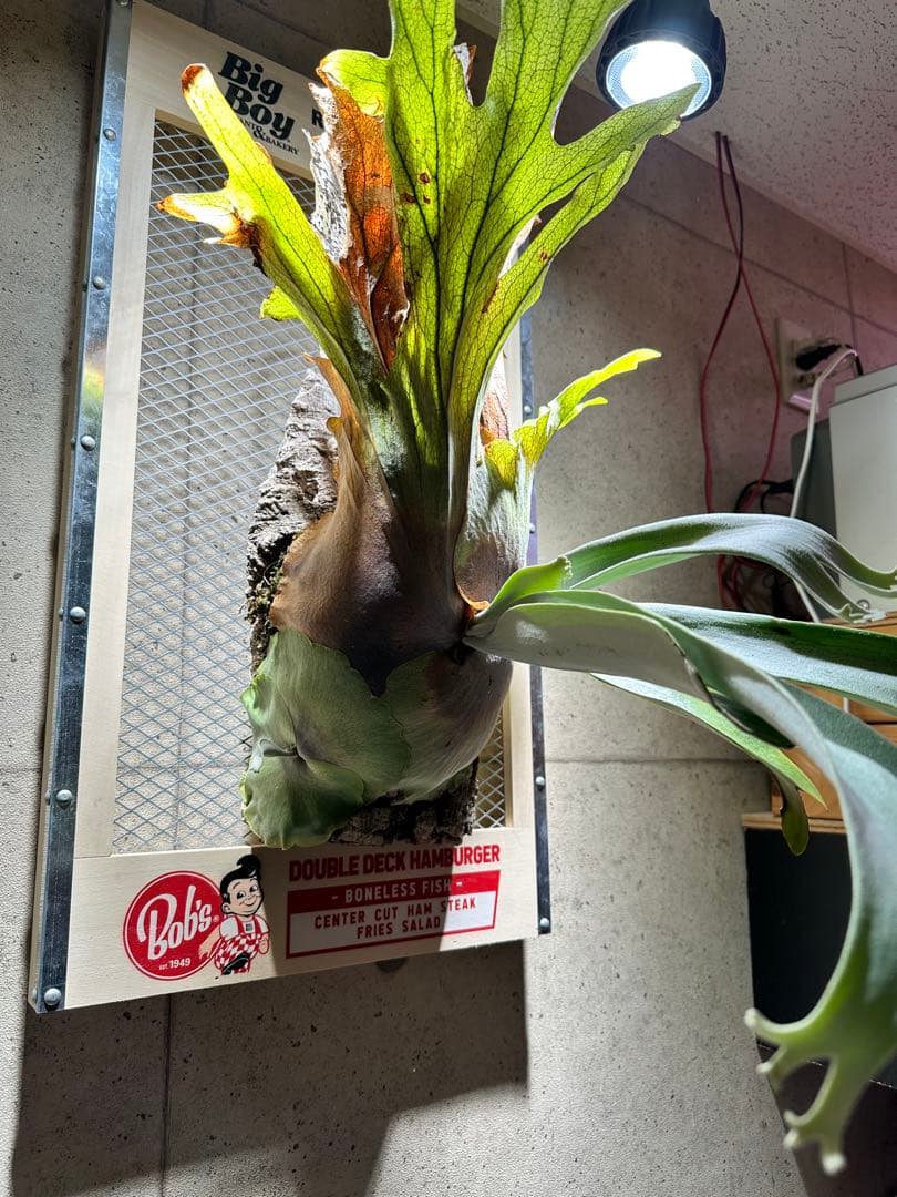 p.willinckii wild 大株