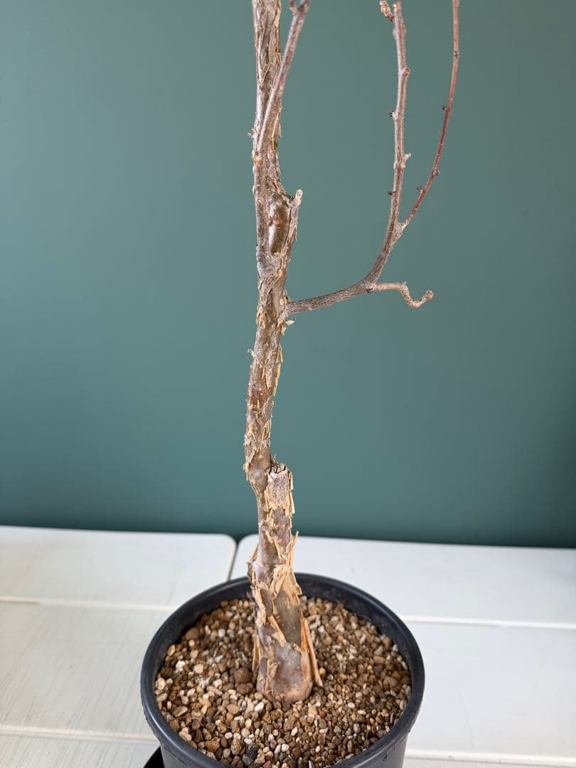 【タイムセール】ブルセラ・ファガロイデス / 灌木 多肉 希少 レア