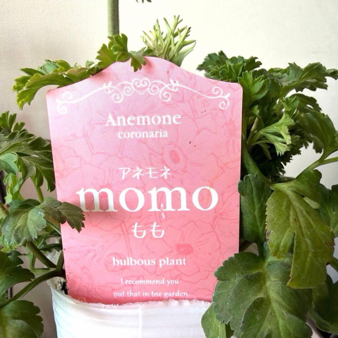 【1年株】八重咲きアネモネ momo もも　オフホワイト赤みピンク系《2/5》