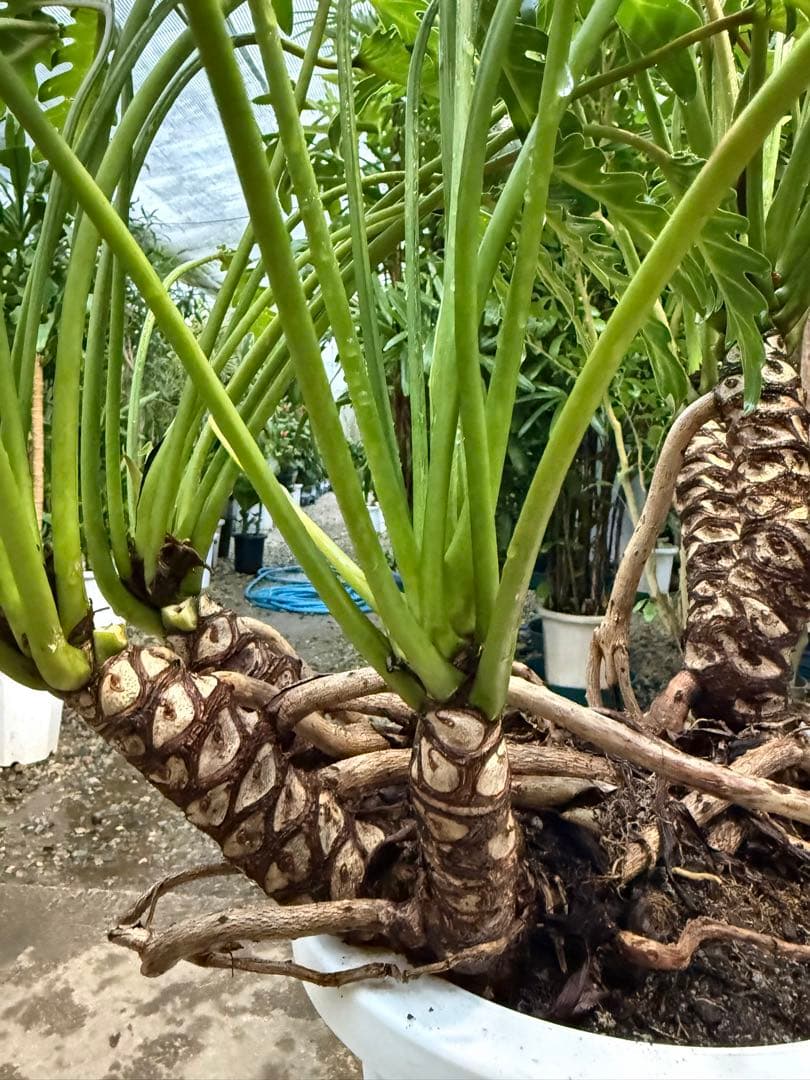 特級品】フィロデンドロン クッカバラ 幹立ち 根上り 特大極上株