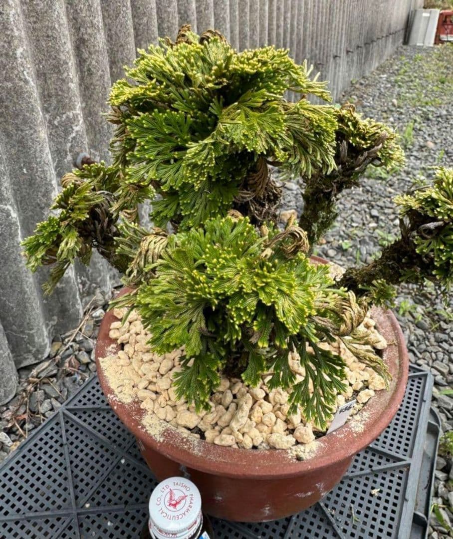 送料無料】40年物 岩松 イワヒバ 岩ヒバ 盆栽 山野草 高山植物 436