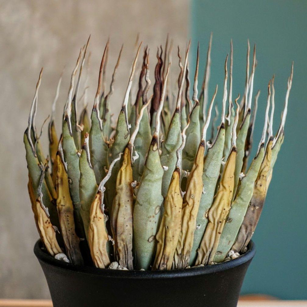 り*う様 【発根済・4号サイズ】ド陽炎ハイクオリティ株！！エボリスピナ/