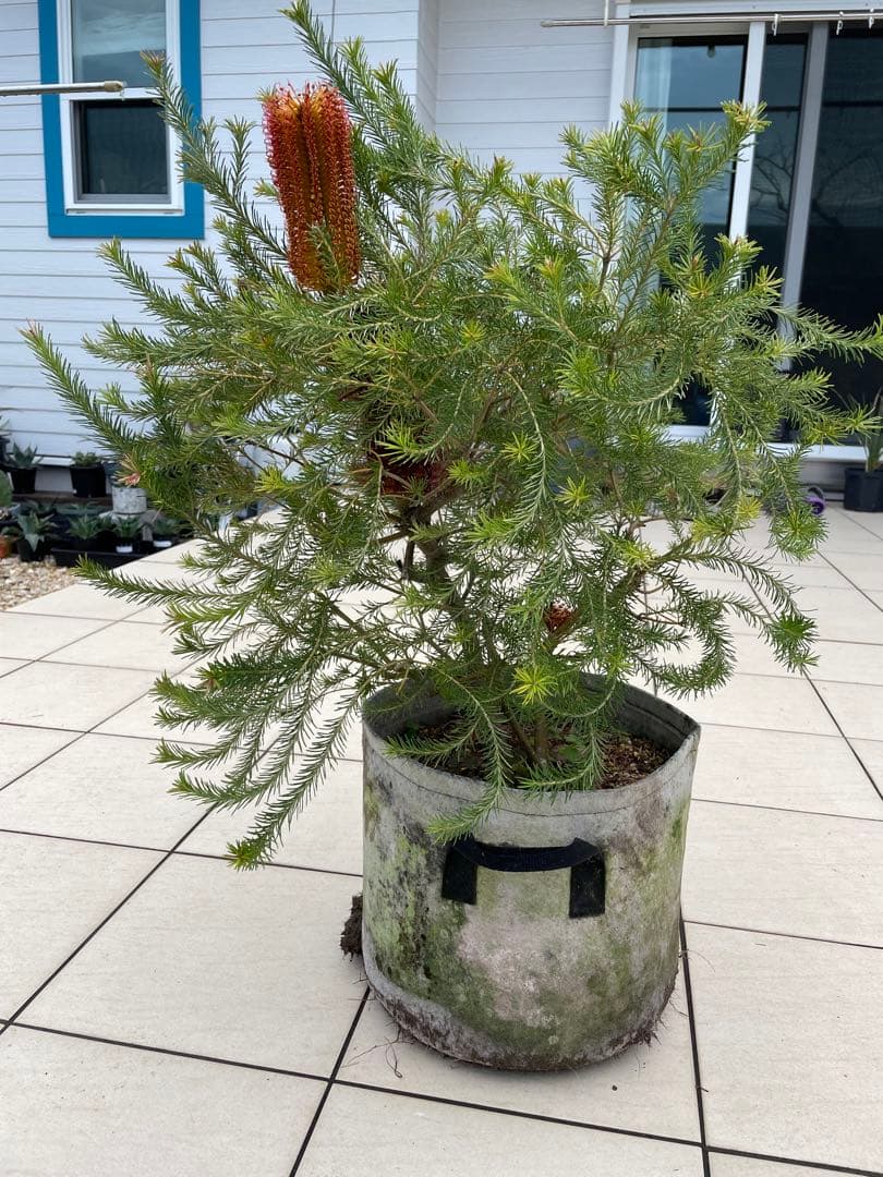 ヒースバンクシア 【大株】 - メルカリ