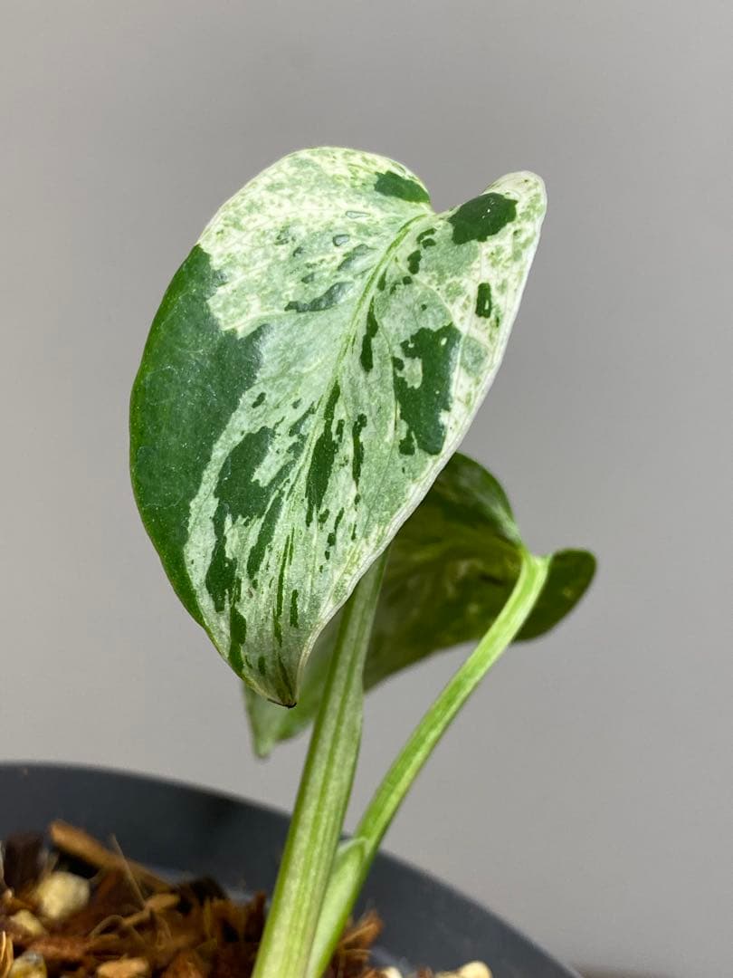 将来有望株‼️】モンステラ デリシオーサ バルバソー フシギダネ