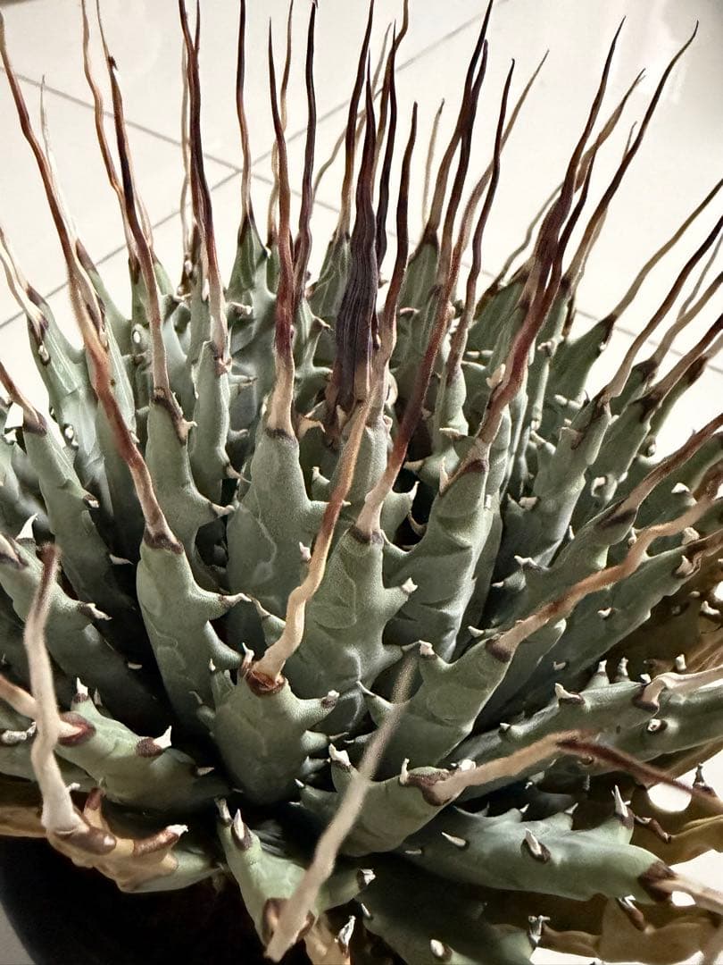 耐寒性アガベ エボリスピナ陽炎　子付き大株◇サボテン　ドライガーデン　チタノタ アガベ ユタエンシス エボリスピナ陽炎（（USA株）発根済み | HARENOHI