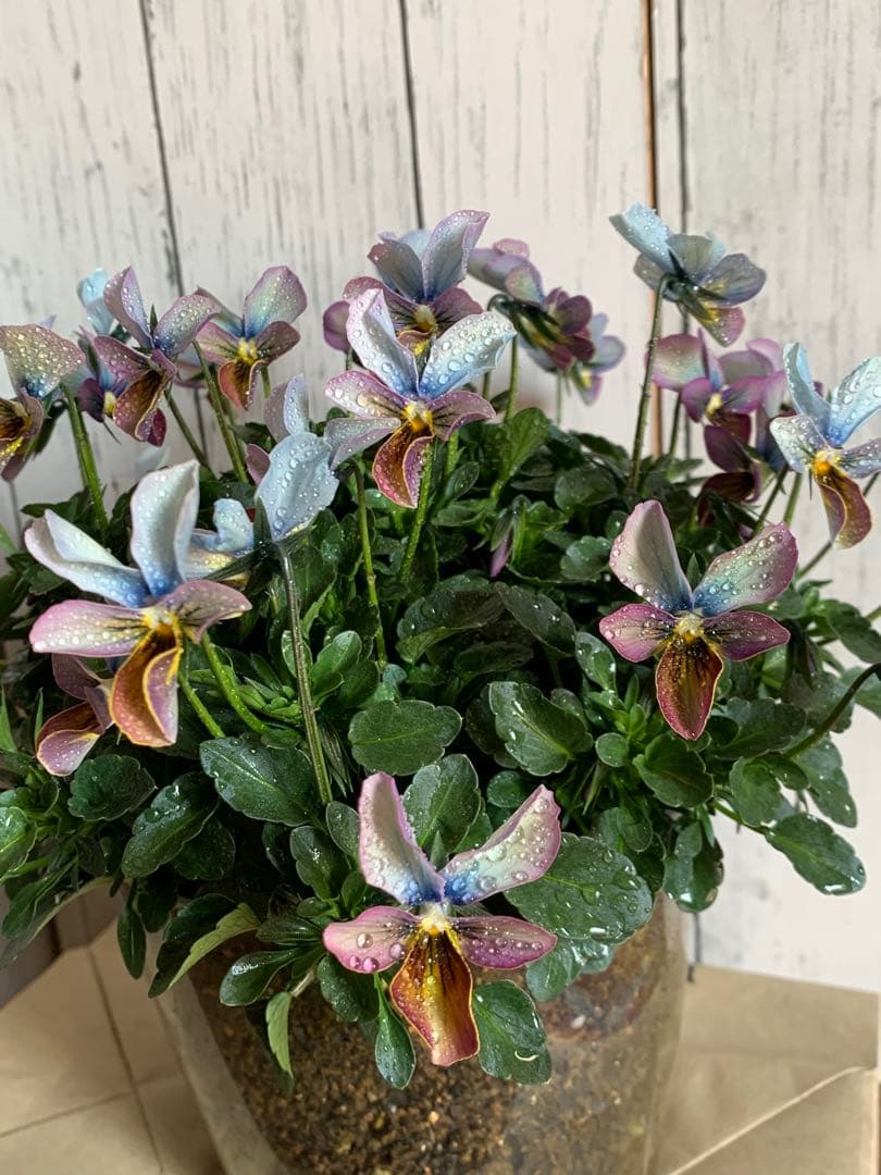 た*ん様 すみれ図鑑 大株 - メルカリ