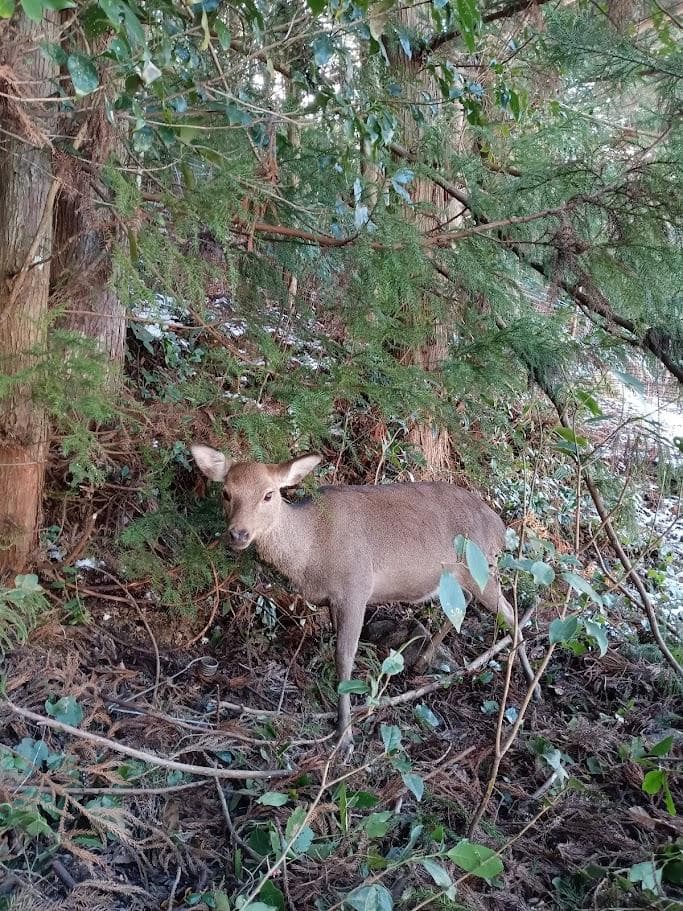 学術標本 ニホンジカ胎児♀ 頭胴長約14cm 70％エタノール浸漬標本